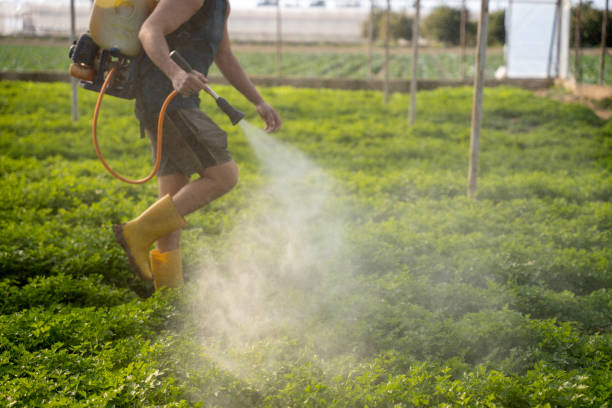 Best Local Pest Control Services  in East Bethel, MN