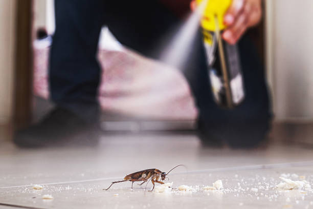 Reliable East Bethel, MN Pest Control Solutions