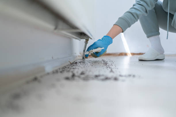 Best Termite Control Services  in East Bethel, MN